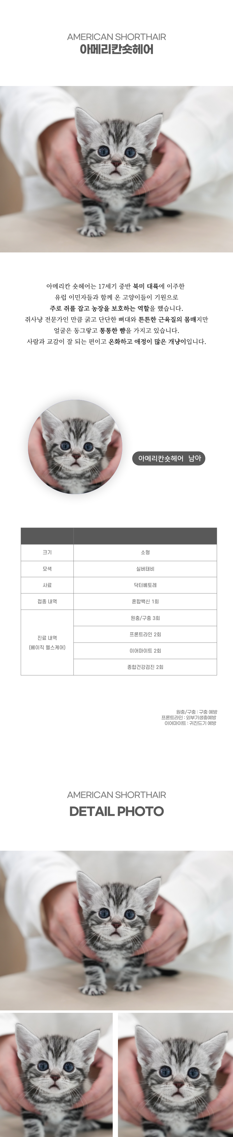 아메리칸숏헤어_상세이미지_2